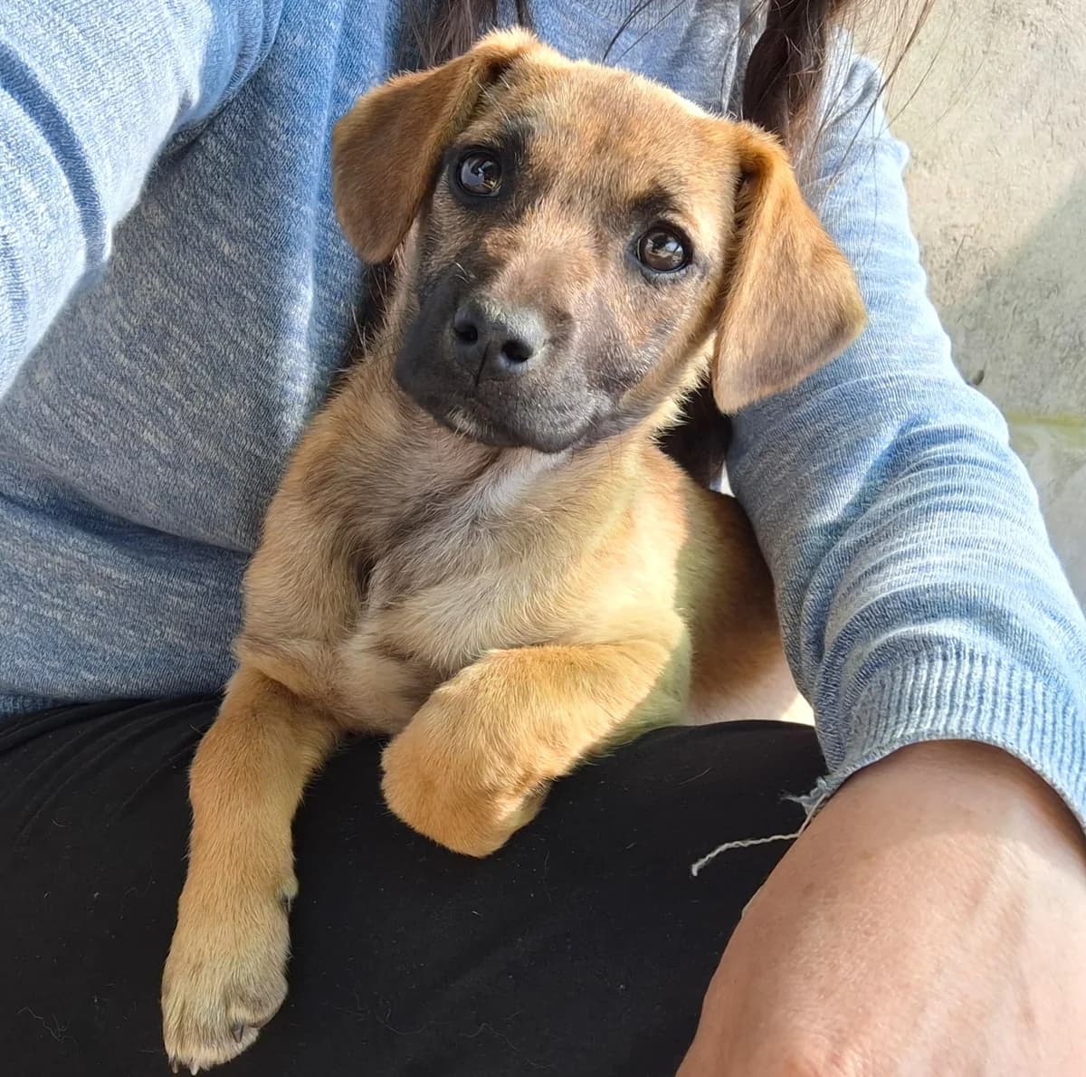 ANISIA 15.01.2026 imWachstum, female puppy Mixed Breed for adoption at Ein Herz für Fellnasen e.V., Waakirchen