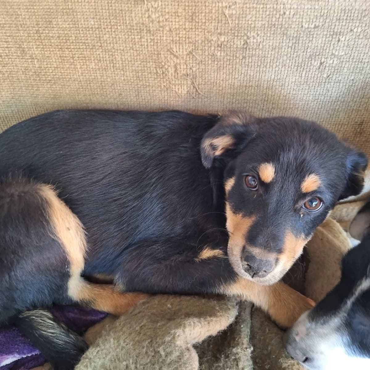 Apollonia, female puppy Mixed Breed for adoption at Ein Herz für Fellnasen e.V., Waakirchen