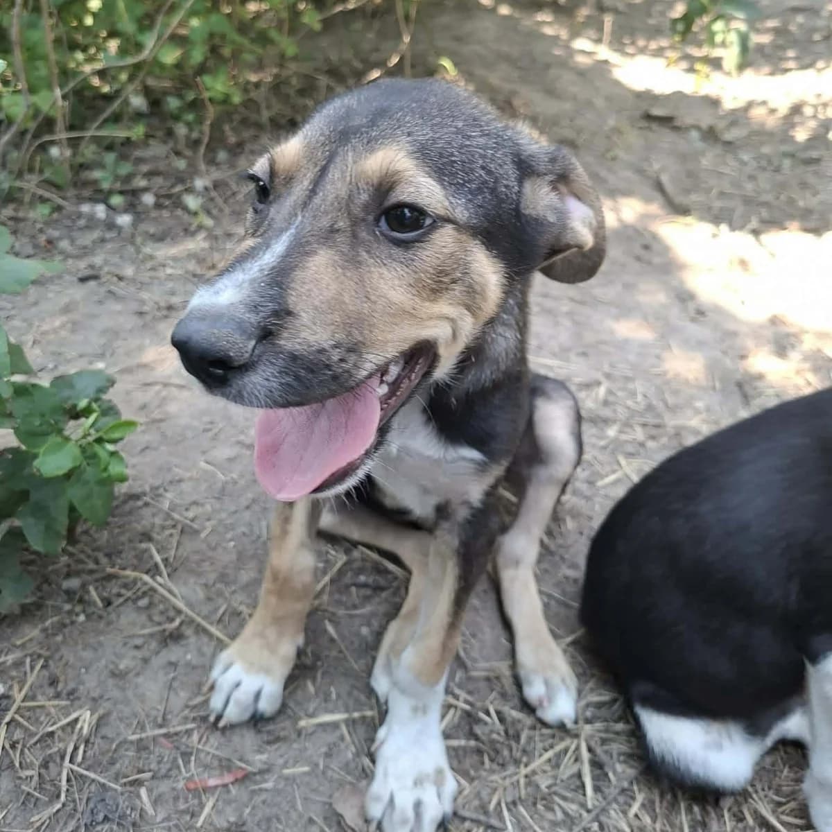 Balduin, male puppy Mixed Breed for adoption at Ein Herz für Fellnasen e.V., Waakirchen