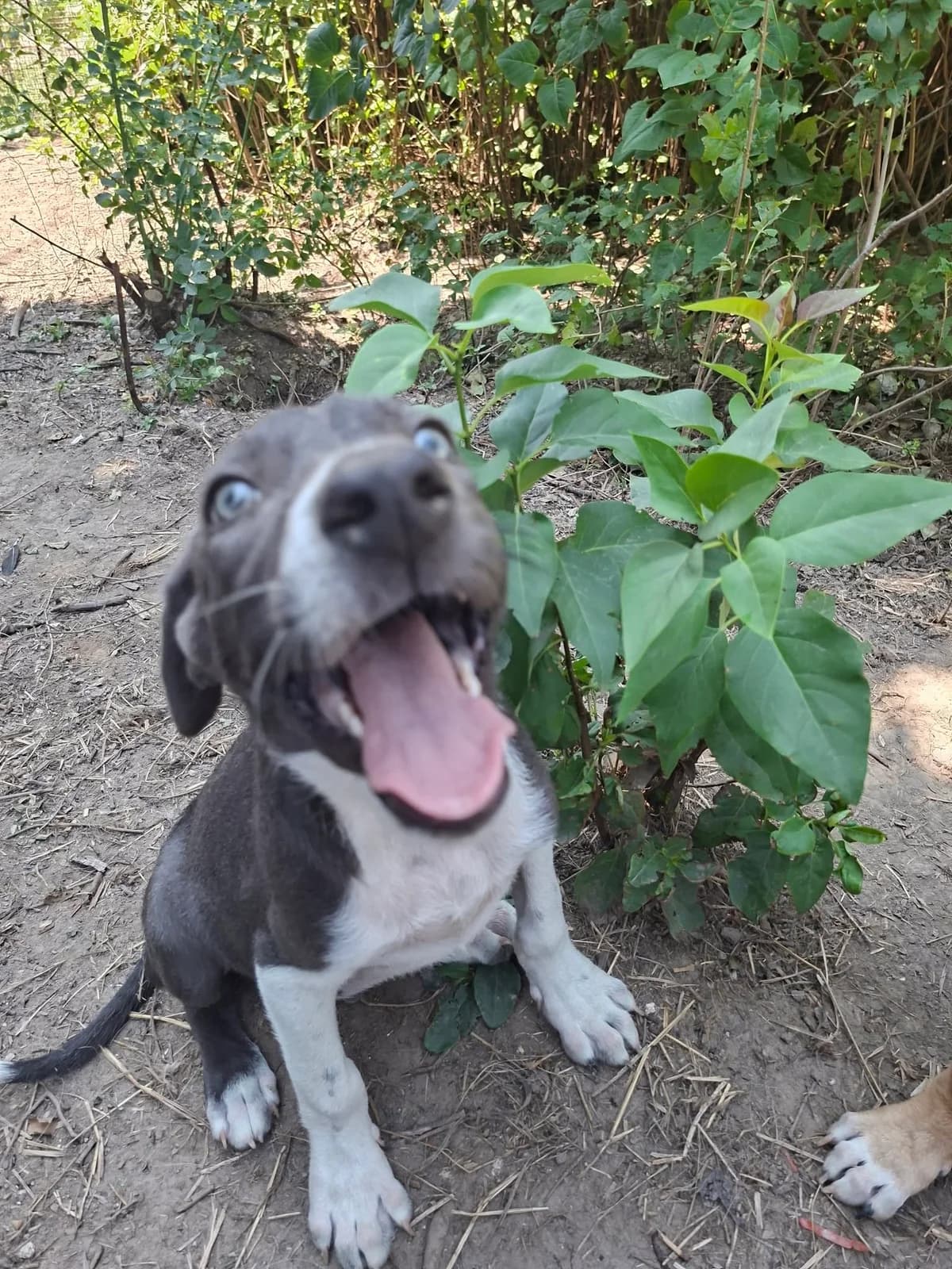 Banjo, male puppy Mixed Breed for adoption at Ein Herz für Fellnasen e.V., Waakirchen