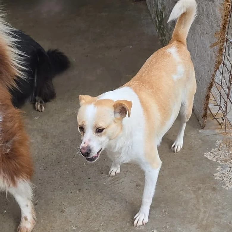 BASNIA geb. 10/2021 40cm, female Mixed Breed for adoption at Ein Herz für Fellnasen e.V.
