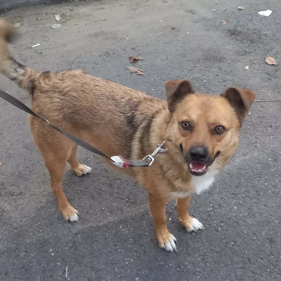 Benji 1, male young Mixed Breed for adoption at Ein Herz für Fellnasen e.V., Waakirchen