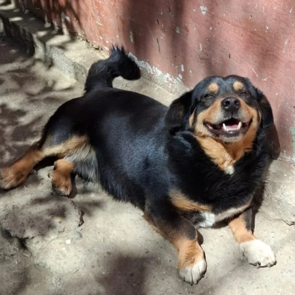 Boby, male 7yo Mixed Breed for adoption at Ein Herz für Fellnasen e.V., Waakirchen