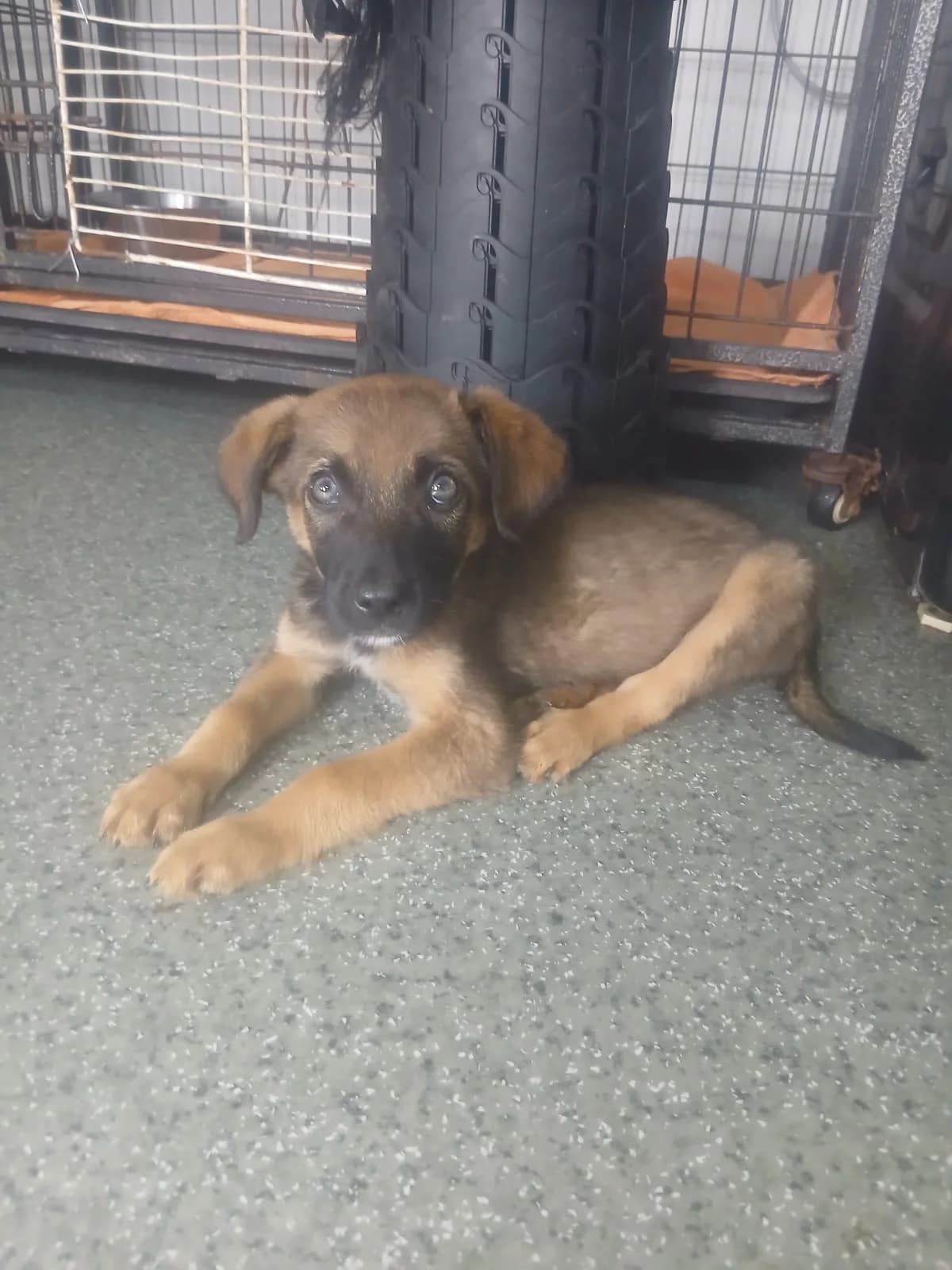 Brandy 🐕, male puppy Mixed Breed for adoption at Ein Herz für Fellnasen e.V., Waakirchen