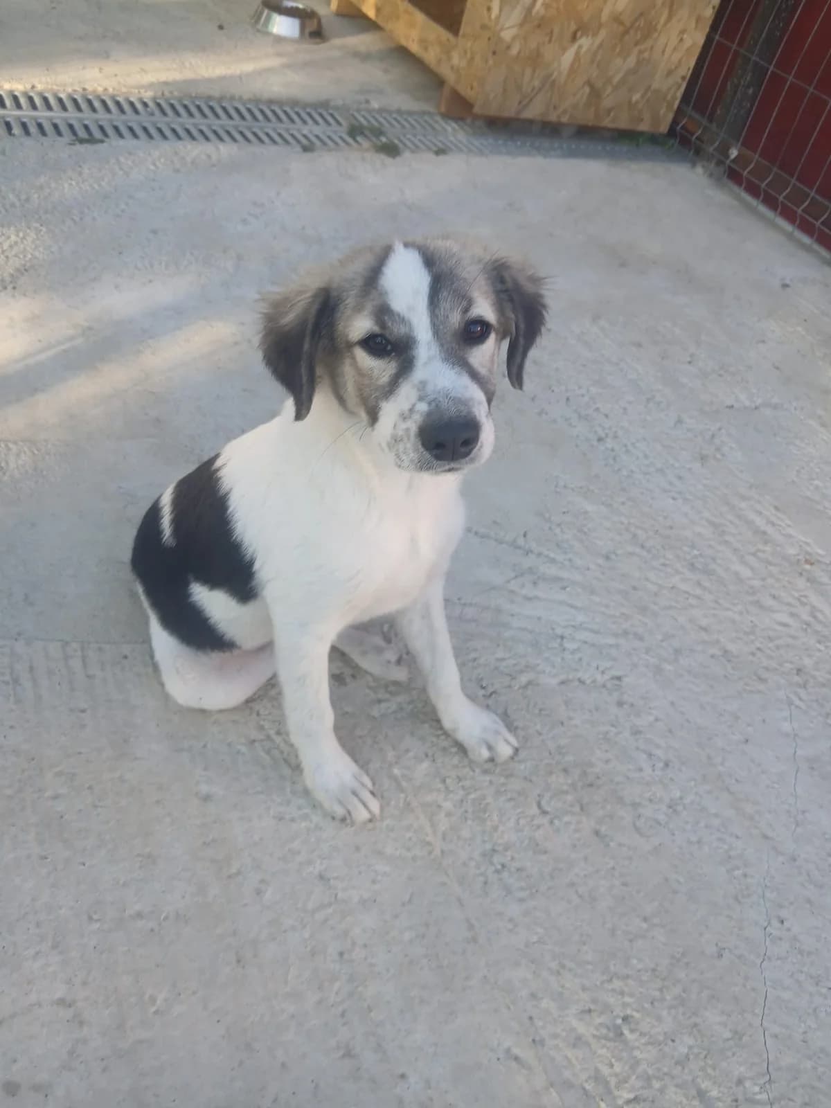 Burle 🐕, male puppy Mixed Breed for adoption at Ein Herz für Fellnasen e.V., Waakirchen