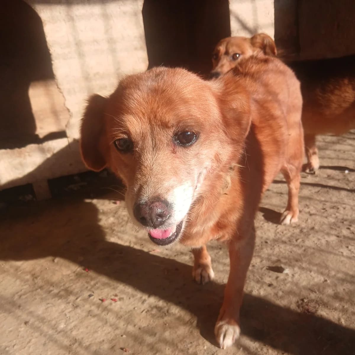 Carissa, female senior Mixed Breed for adoption at Ein Herz für Fellnasen e.V., Waakirchen