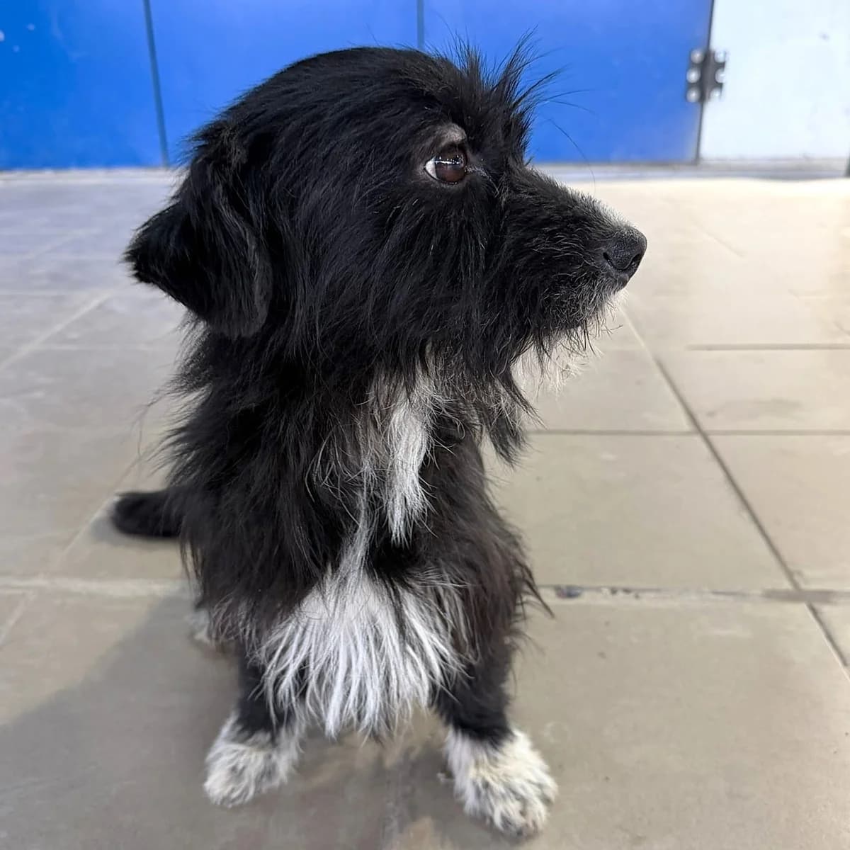 CASIMIR, weiß male young Mixed Breed for adoption at Ein Herz für Fellnasen e.V., Waakirchen