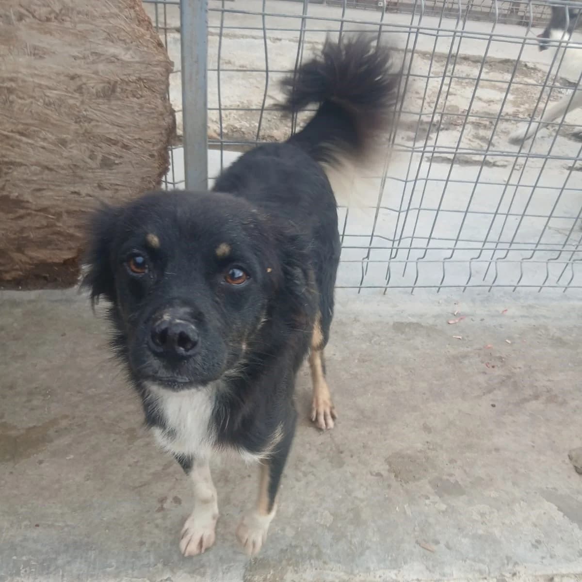 Cassian, male 4yo Mixed Breed for adoption at Ein Herz für Fellnasen e.V., Waakirchen