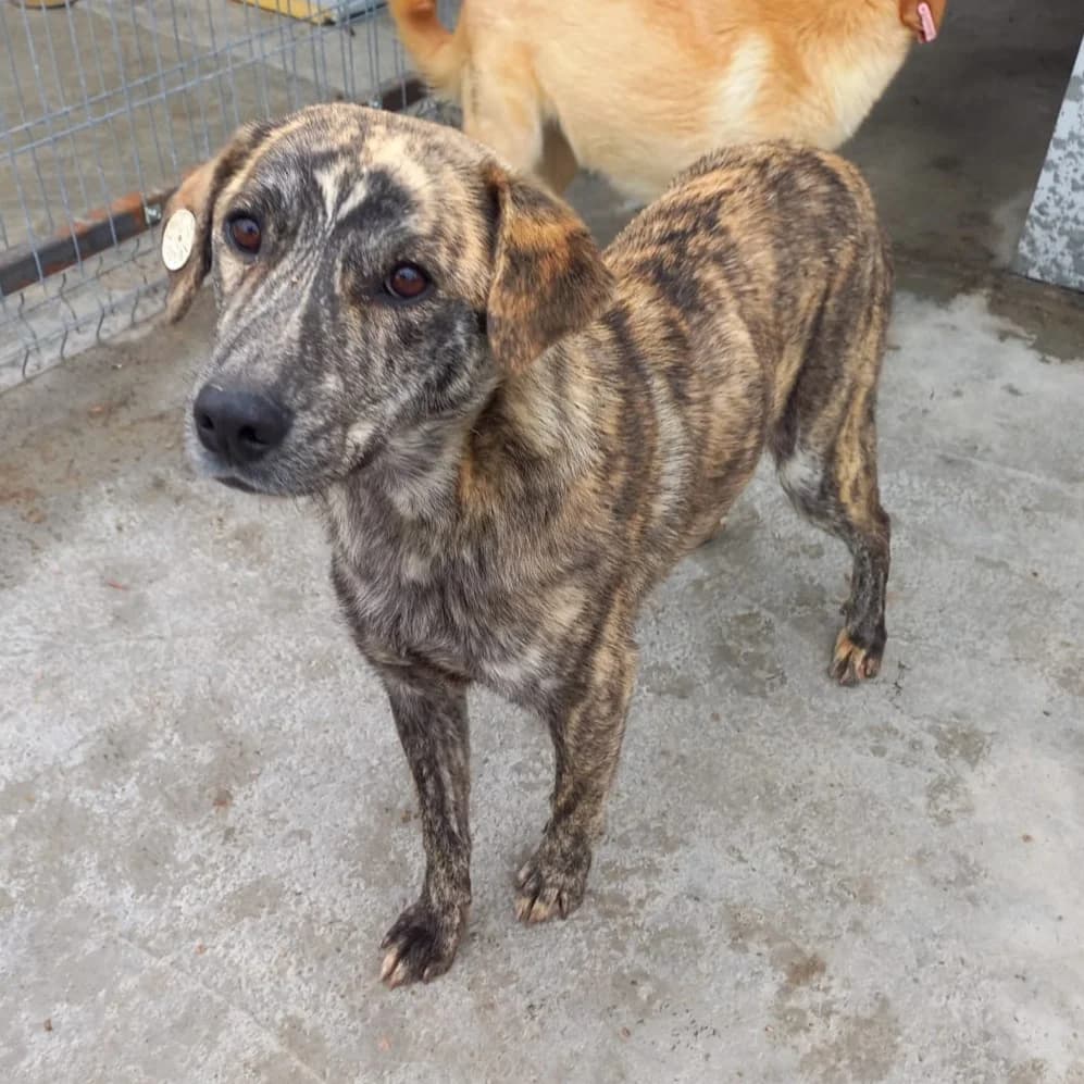 CHAZ 08.04.2021 55cm, grau male 5yo Mixed Breed for adoption at Ein Herz für Fellnasen e.V., Waakirchen