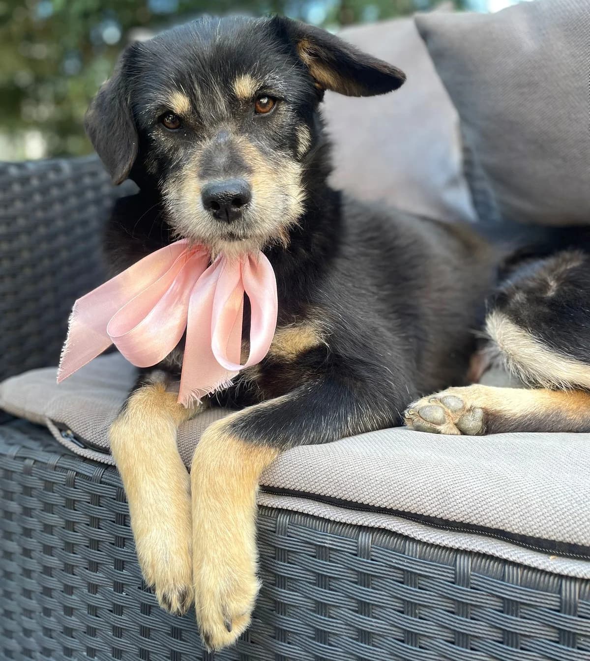 CHIARA 27.04.2025 48cm, female young Mixed Breed for adoption at Ein Herz für Fellnasen e.V., Waakirchen