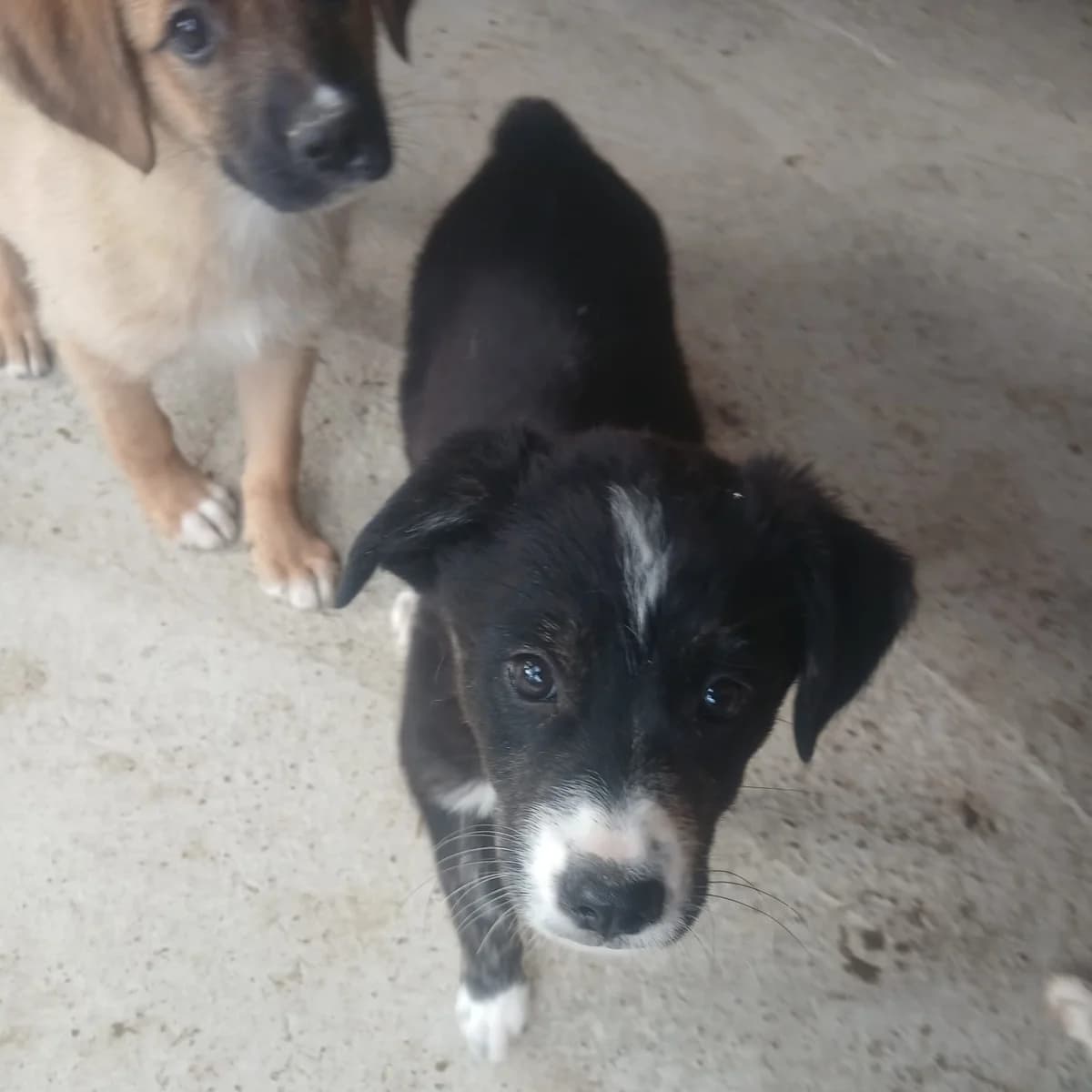Coco, female puppy Mixed Breed for adoption at Ein Herz für Fellnasen e.V., Waakirchen