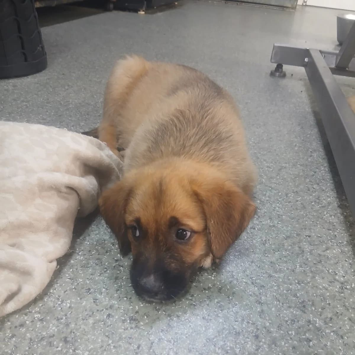 Cooky, male puppy Mixed Breed for adoption at Ein Herz für Fellnasen e.V., Waakirchen