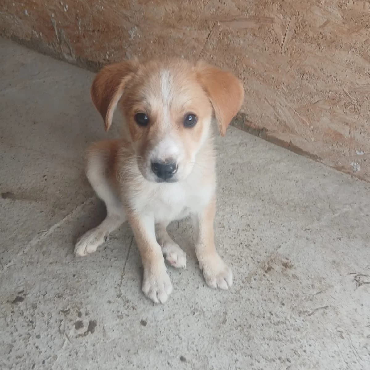Copper, male puppy Mixed Breed for adoption at Ein Herz für Fellnasen e.V., Waakirchen