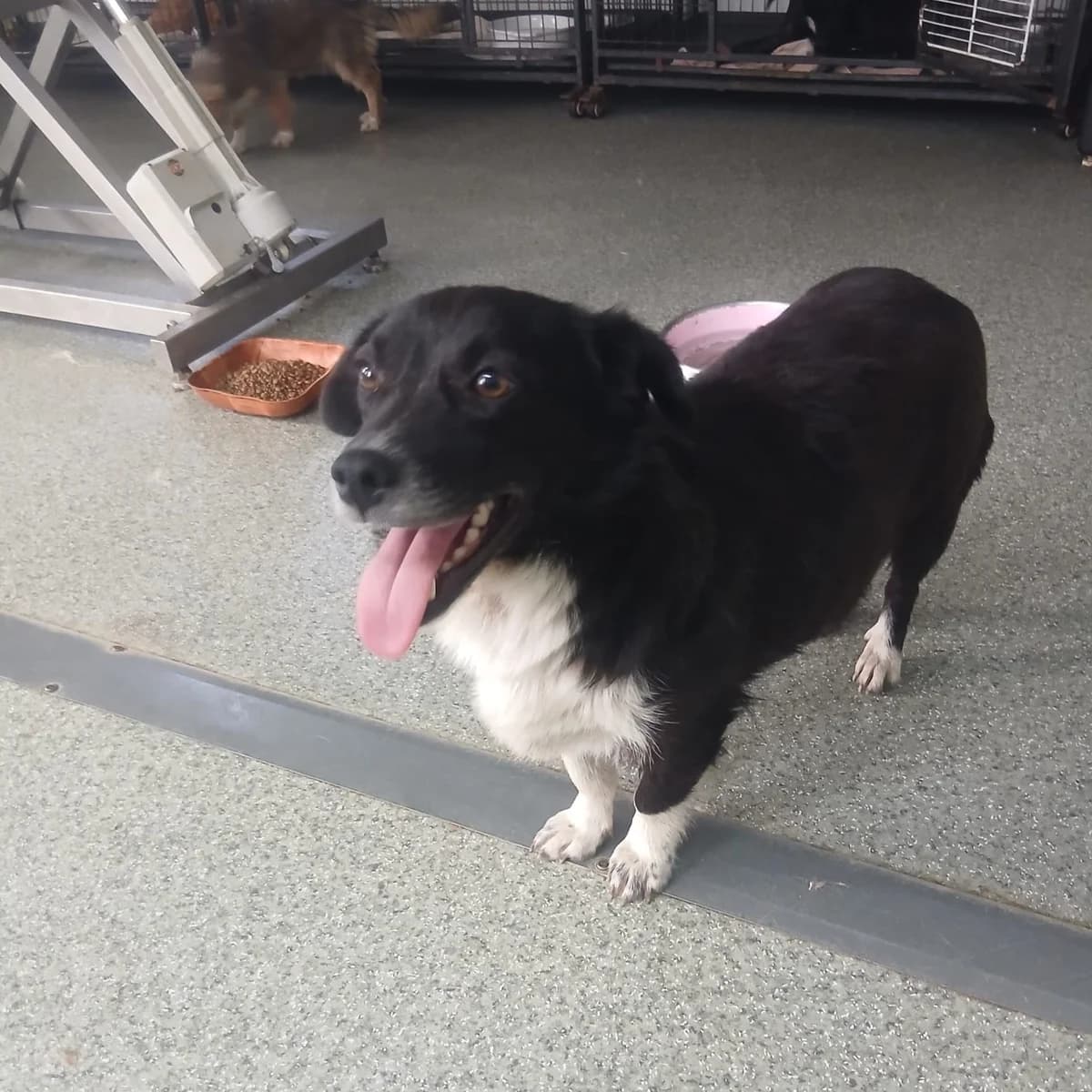 Corina, female 5yo Mixed Breed for adoption at Ein Herz für Fellnasen e.V., Waakirchen