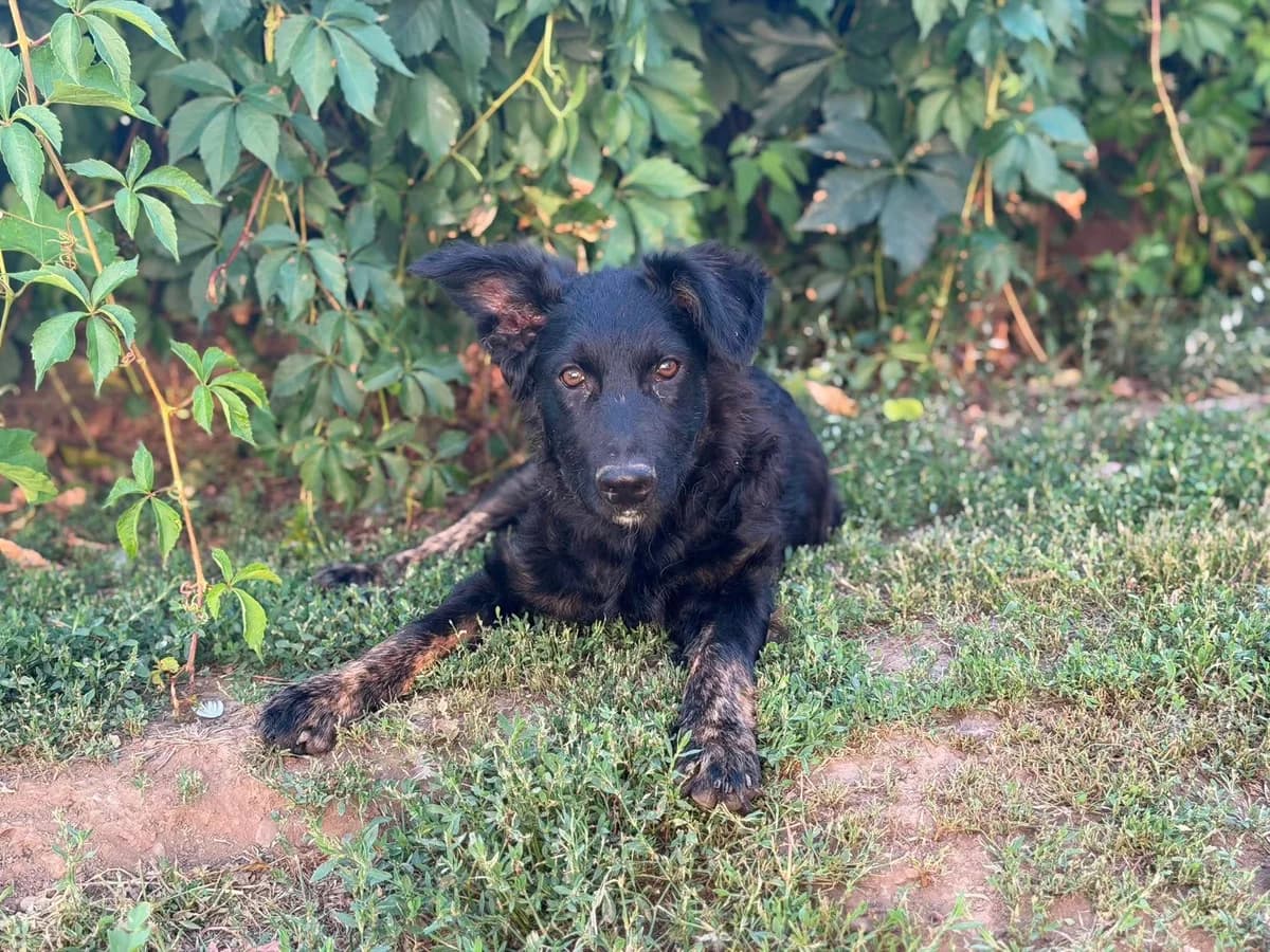 Daja, female puppy Mixed Breed for adoption at Ein Herz für Fellnasen e.V., Waakirchen