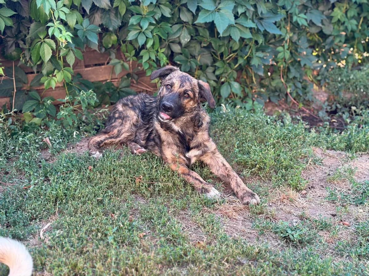 Dana 1, female puppy Mixed Breed for adoption at Ein Herz für Fellnasen e.V., Waakirchen
