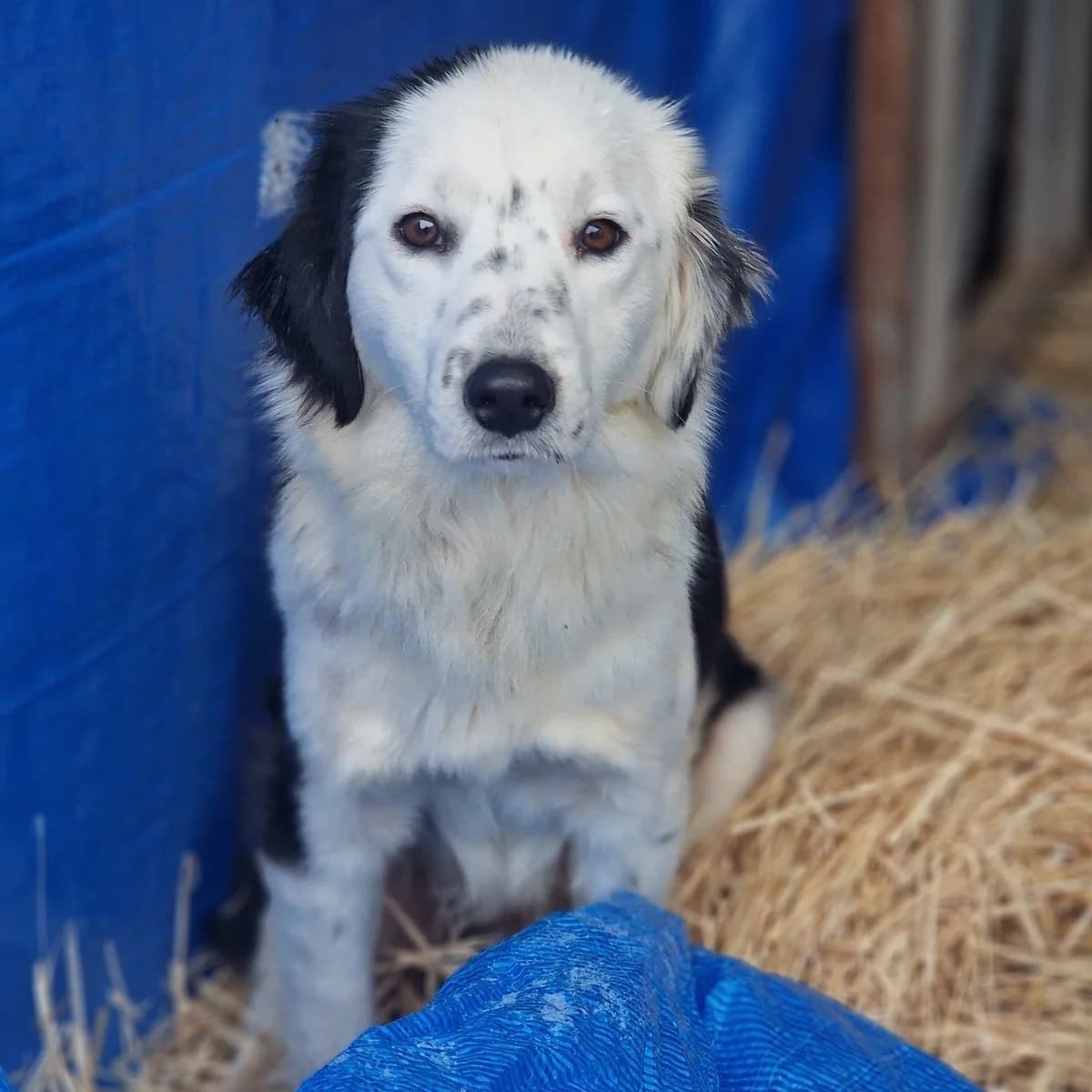 DOT 22.04.2024 53cm, female young Mixed Breed for adoption at Ein Herz für Fellnasen e.V., Waakirchen
