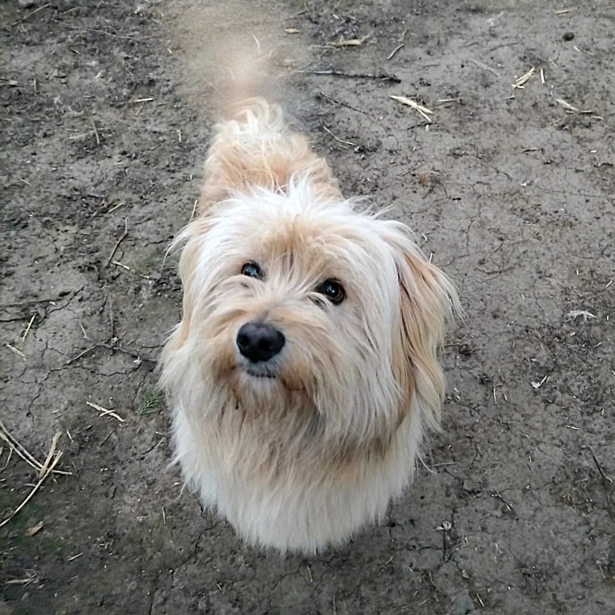 EIRIK 20.10.2022 38cm, male 3yo Mixed Breed for adoption at Ein Herz für Fellnasen e.V., Waakirchen
