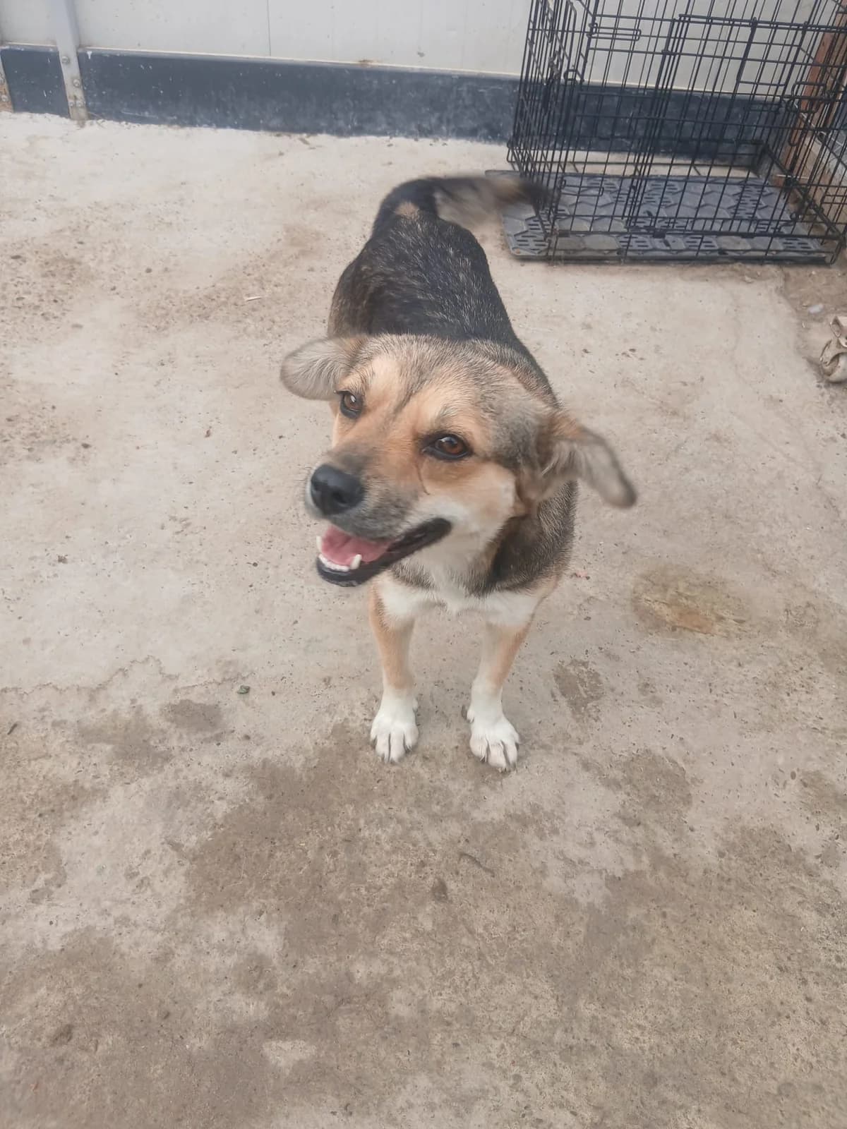Elina, female 4yo Mixed Breed for adoption at Ein Herz für Fellnasen e.V., Waakirchen