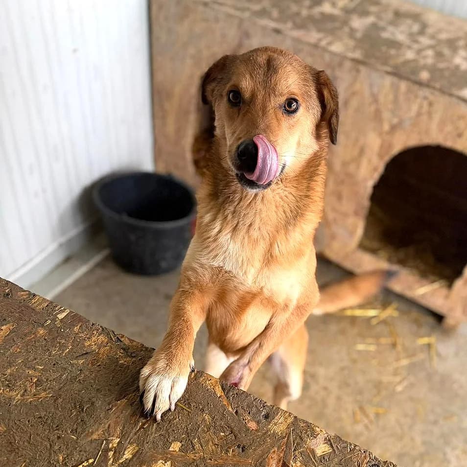 ELIO M. 15.03.2024 50cm, weiß male young Mixed Breed for adoption at Ein Herz für Fellnasen e.V., Waakirchen