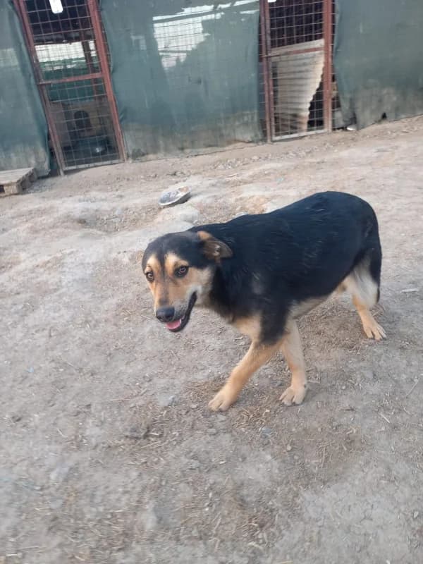 Emmi, female 5yo German Shepherd for adoption at Ein Herz für Fellnasen e.V., Waakirchen
