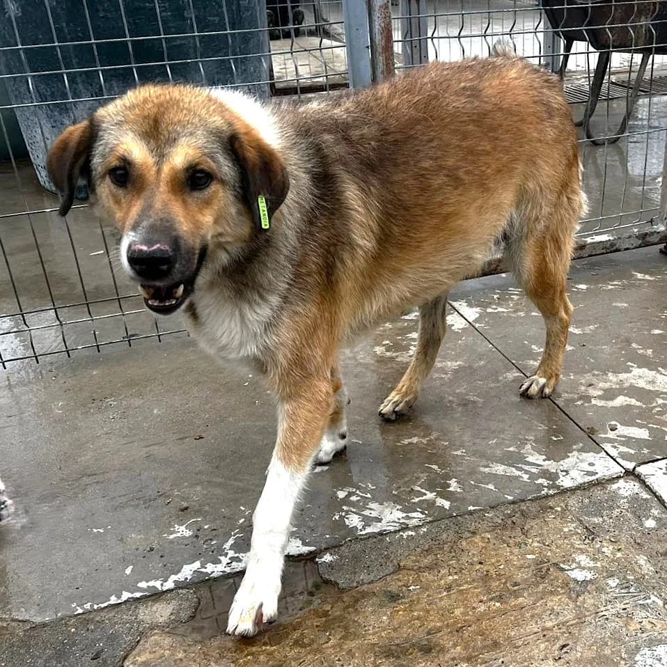 EROS 05.04.2022 58cm, male 4yo Mixed Breed for adoption at Ein Herz für Fellnasen e.V., Waakirchen