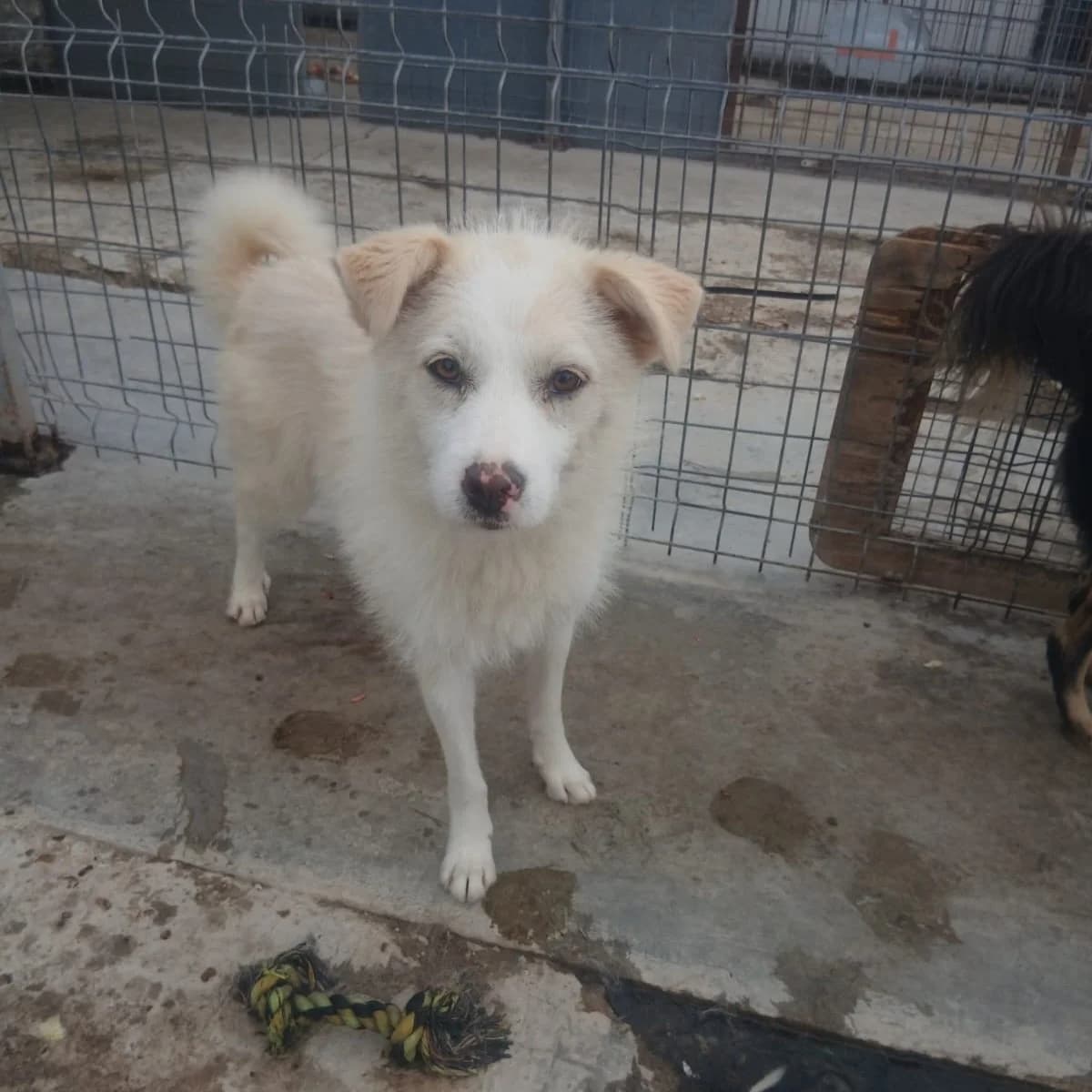 Flurina, female young Mixed Breed for adoption at Ein Herz für Fellnasen e.V., Waakirchen