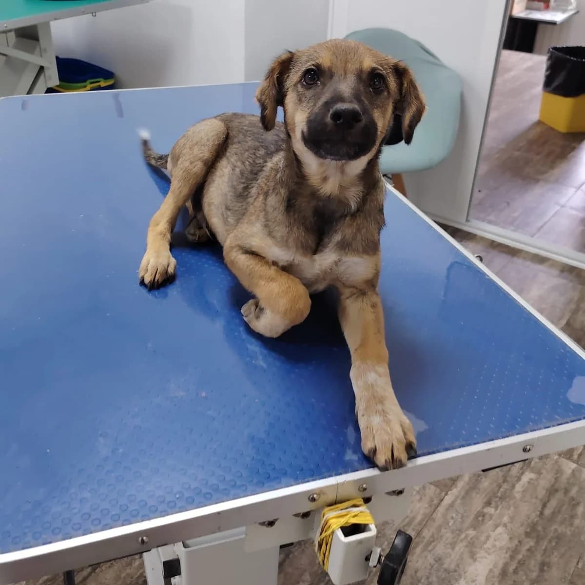 Franzl, male young Mixed Breed for adoption at Ein Herz für Fellnasen e.V., Waakirchen