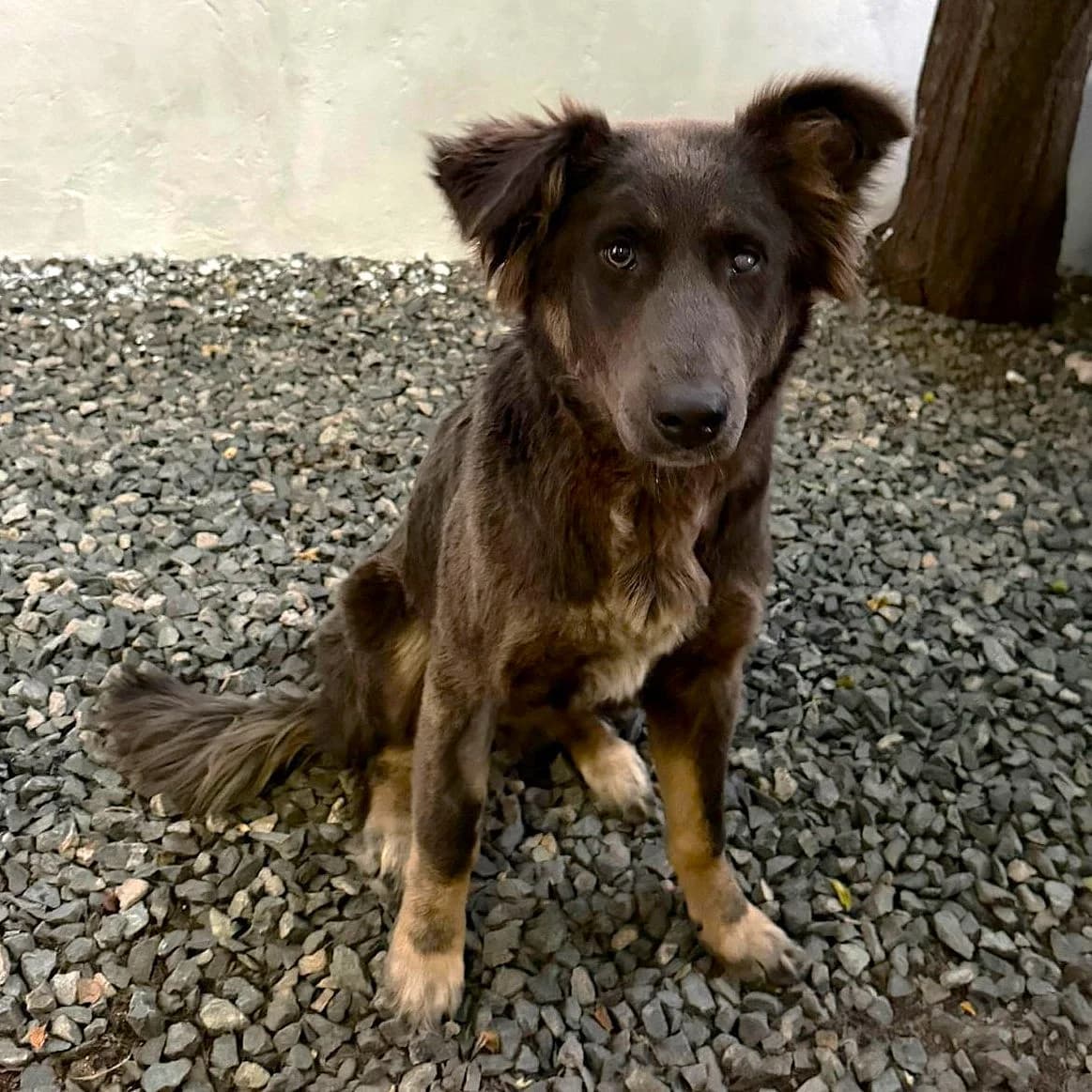 GABY, female puppy Mixed Breed for adoption at Ein Herz für Fellnasen e.V., Waakirchen
