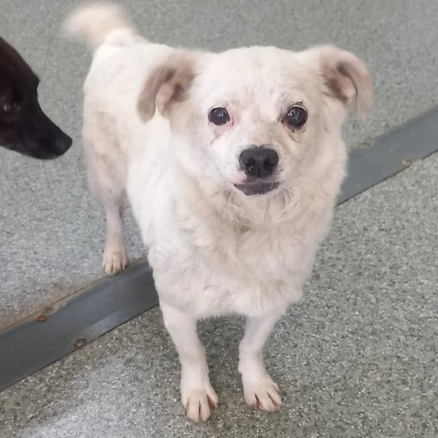 GERLINDE, female 3yo Mixed Breed for adoption at Ein Herz für Fellnasen e.V., Waakirchen