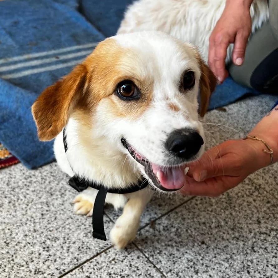 GIX 28.10.2022 27cm, male 3yo Mixed Breed for adoption at Ein Herz für Fellnasen e.V., Waakirchen