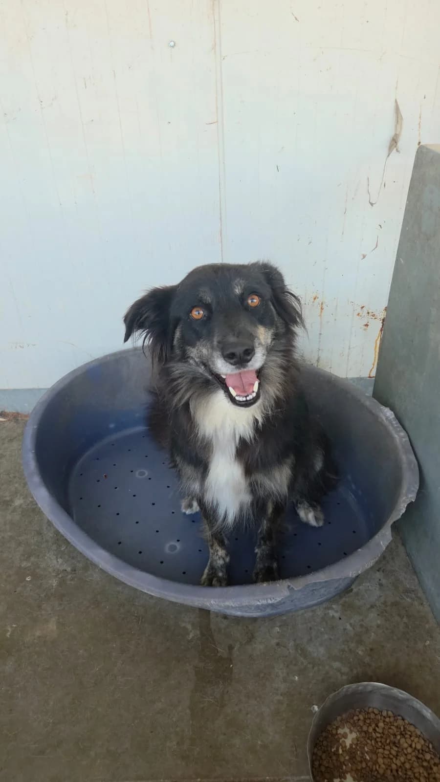 Hedi 🐕, female 3yo Mixed Breed for adoption at Ein Herz für Fellnasen e.V., Waakirchen