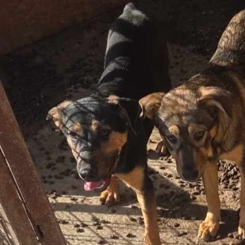 Hella, female puppy Mixed Breed for adoption at Ein Herz für Fellnasen e.V., Waakirchen