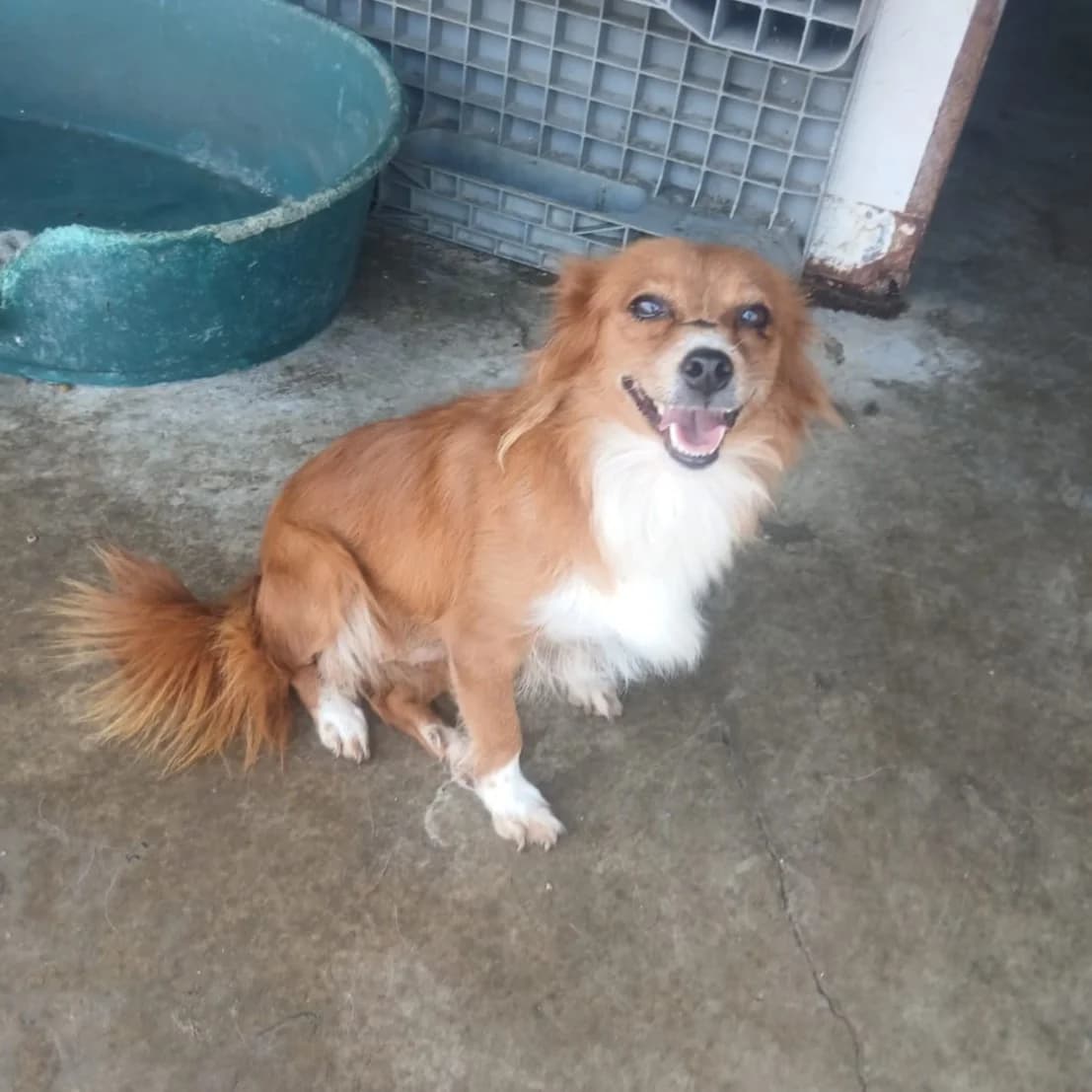 Hermine, female 6yo Mixed Breed for adoption at Ein Herz für Fellnasen e.V., Waakirchen