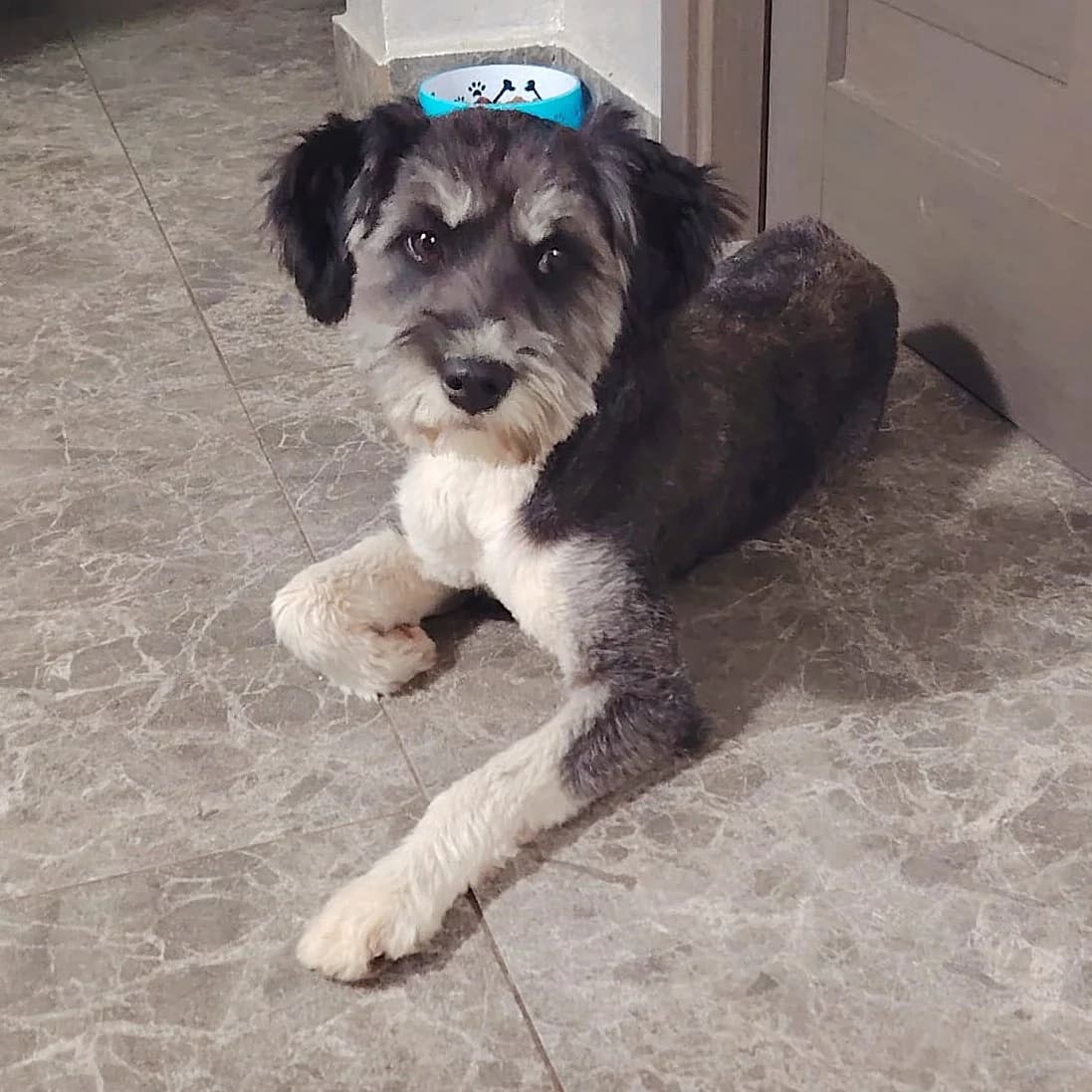 HITCHCOCK 24.10.2024 43cm, weiß male young Mixed Breed for adoption at Ein Herz für Fellnasen e.V., Waakirchen