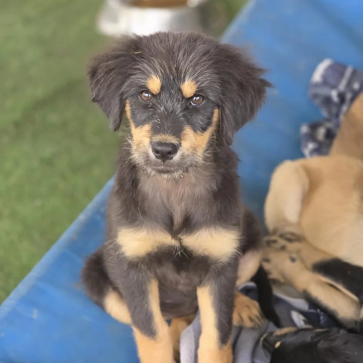 Imani, female puppy Mixed Breed for adoption at Ein Herz für Fellnasen e.V., Waakirchen