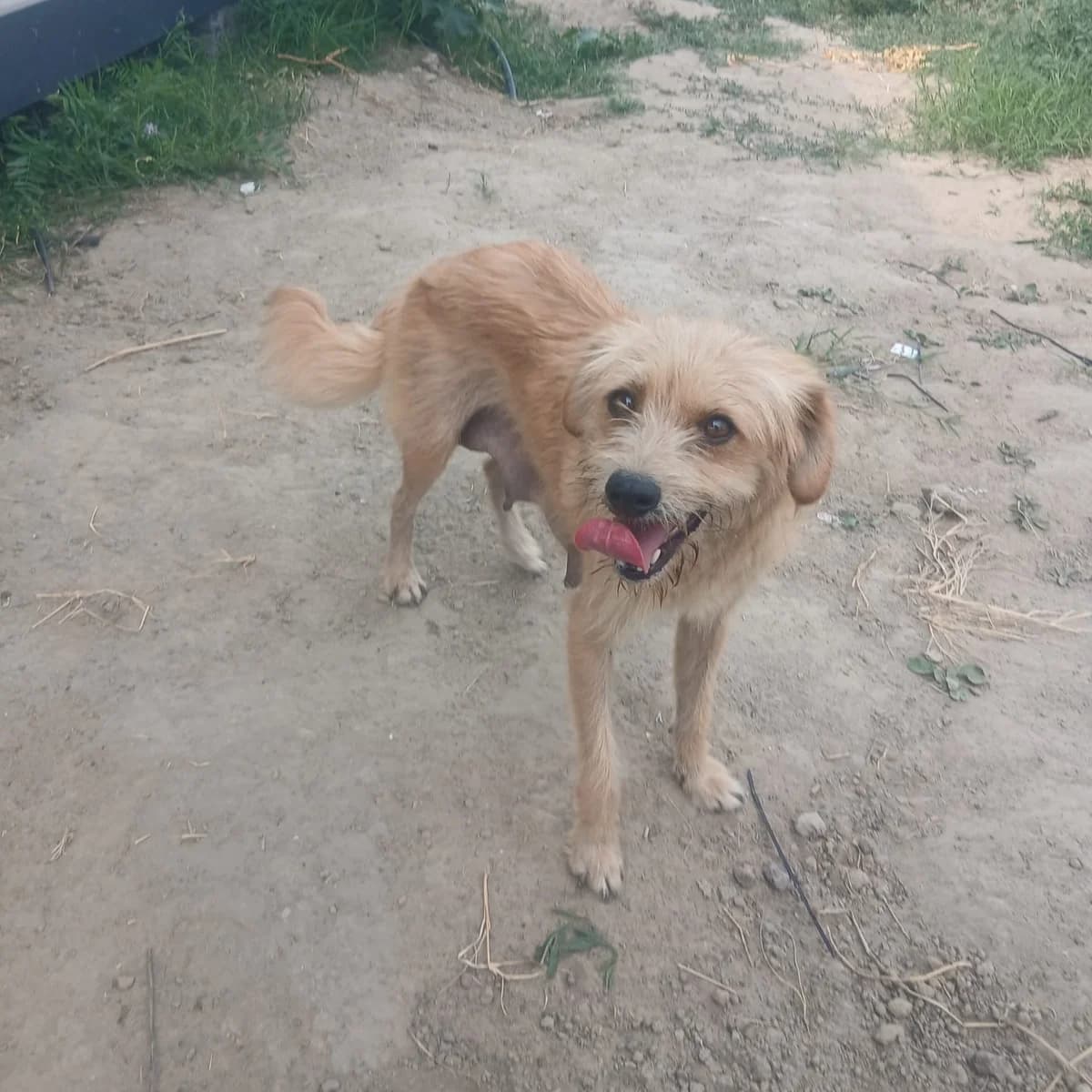 Inessa, female 5yo Mixed Breed for adoption at Ein Herz für Fellnasen e.V., Waakirchen