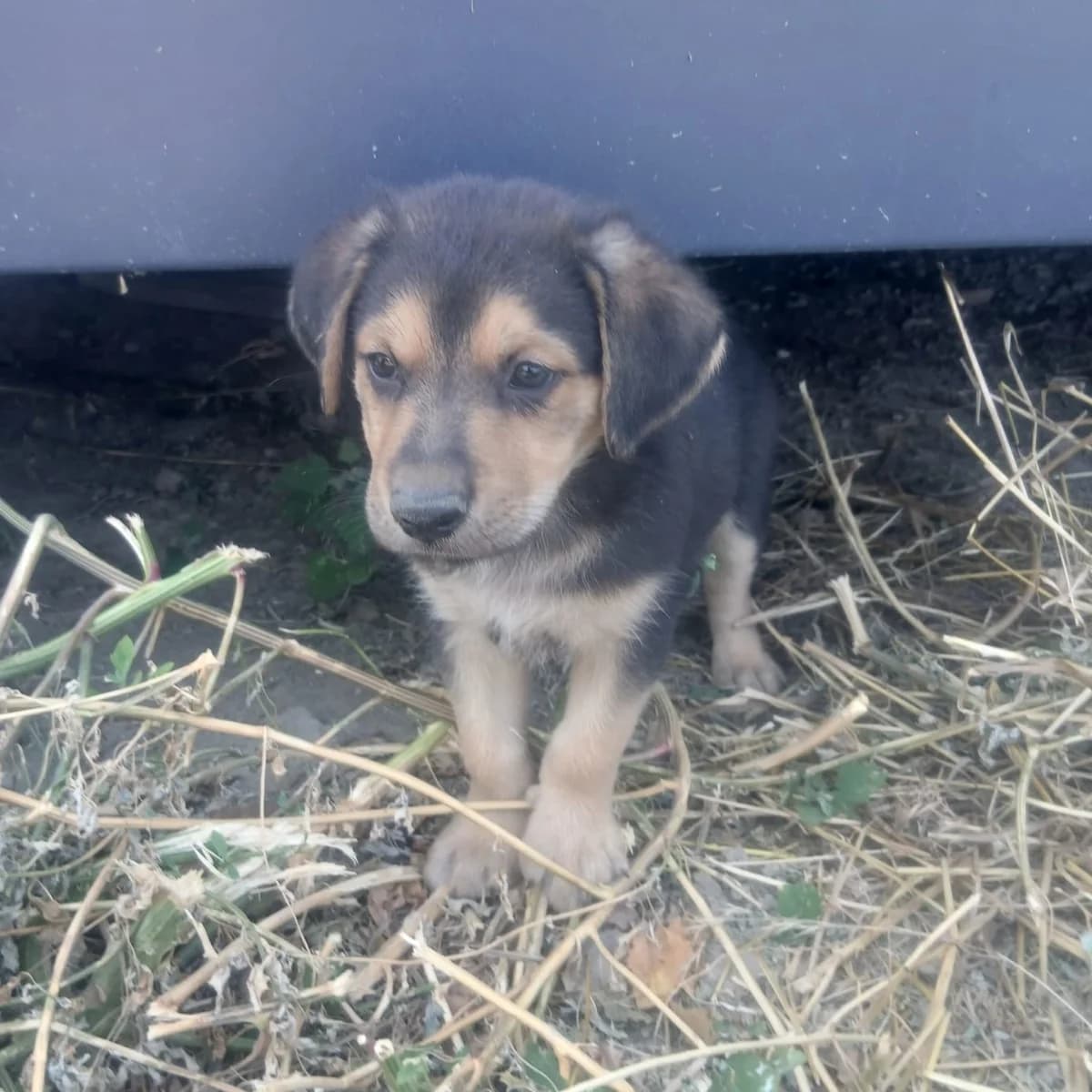 Isidor, female puppy Mixed Breed for adoption at Ein Herz für Fellnasen e.V., Waakirchen