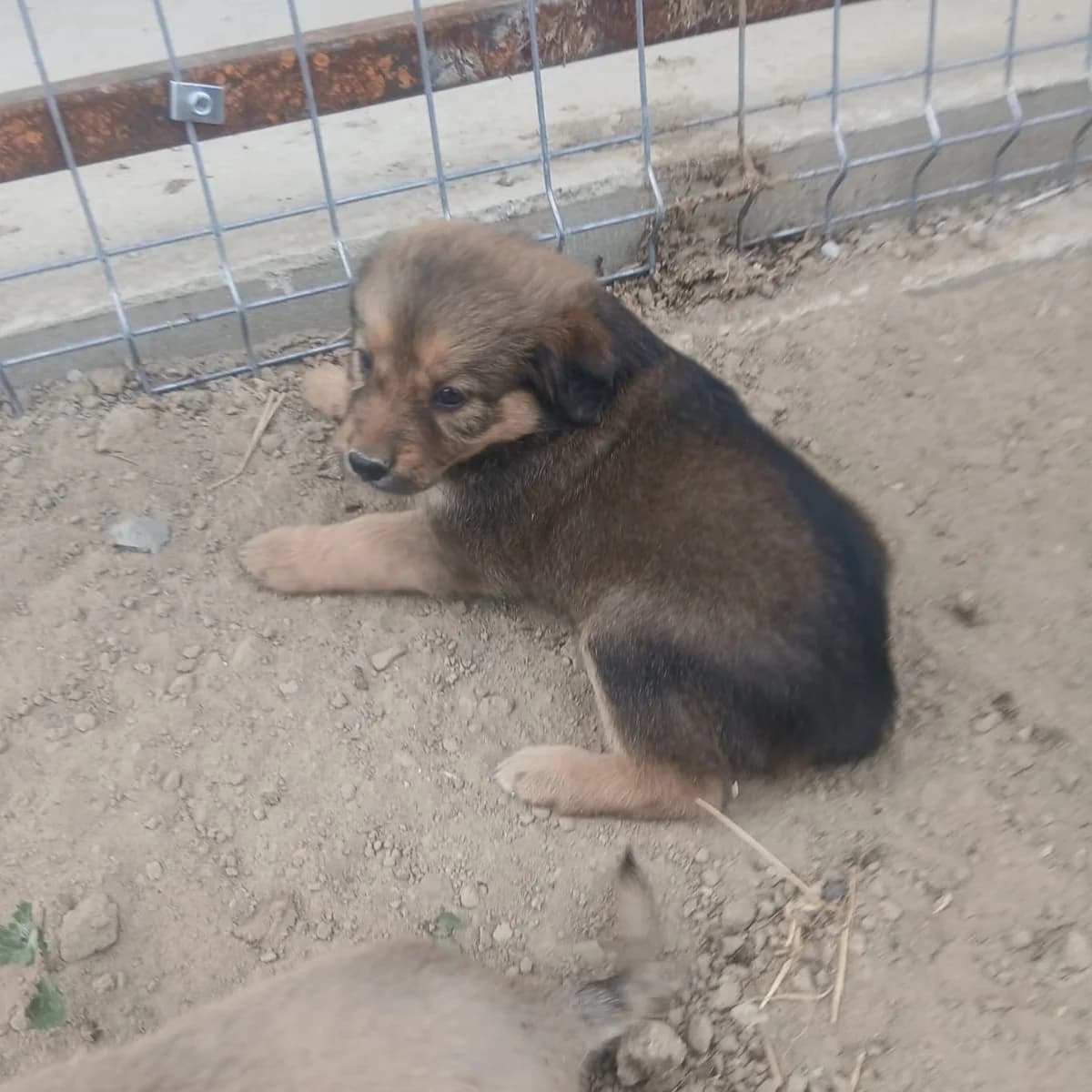 Isolde, female puppy Mixed Breed for adoption at Ein Herz für Fellnasen e.V., Waakirchen