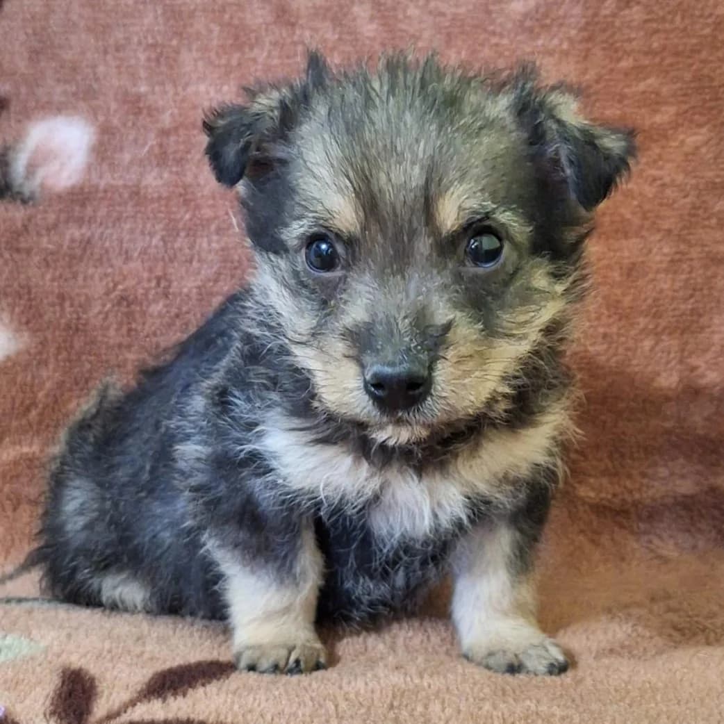 JANNIK 18.02.2026 imWachstum, male puppy Mixed Breed for adoption at Ein Herz für Fellnasen e.V., Waakirchen