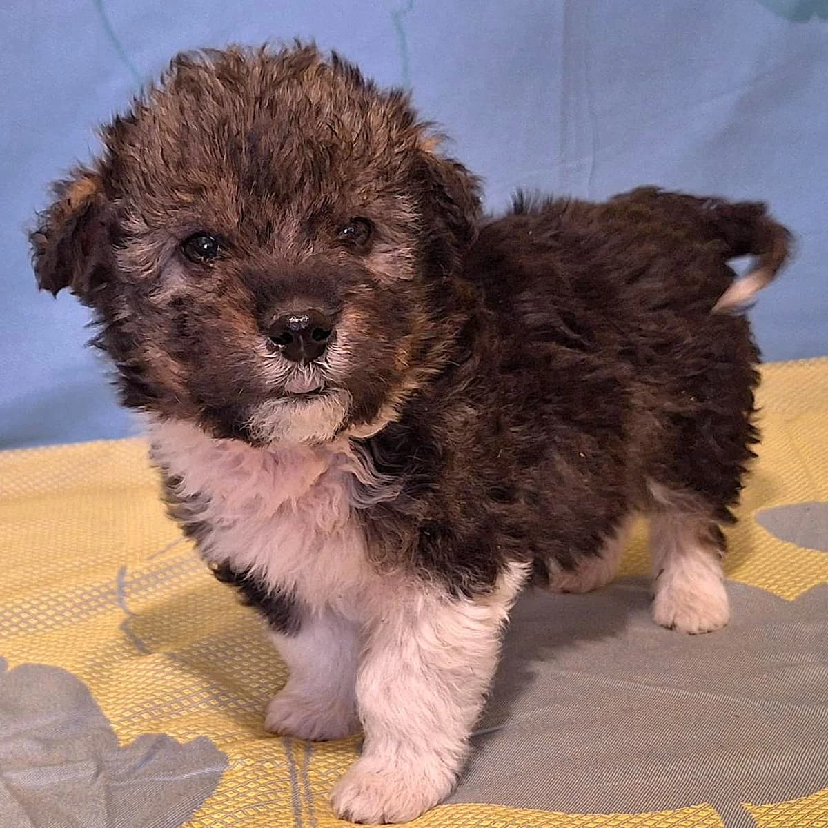 JASPER 18.02.2026 imWachstum, male puppy Mixed Breed for adoption at Ein Herz für Fellnasen e.V., Waakirchen