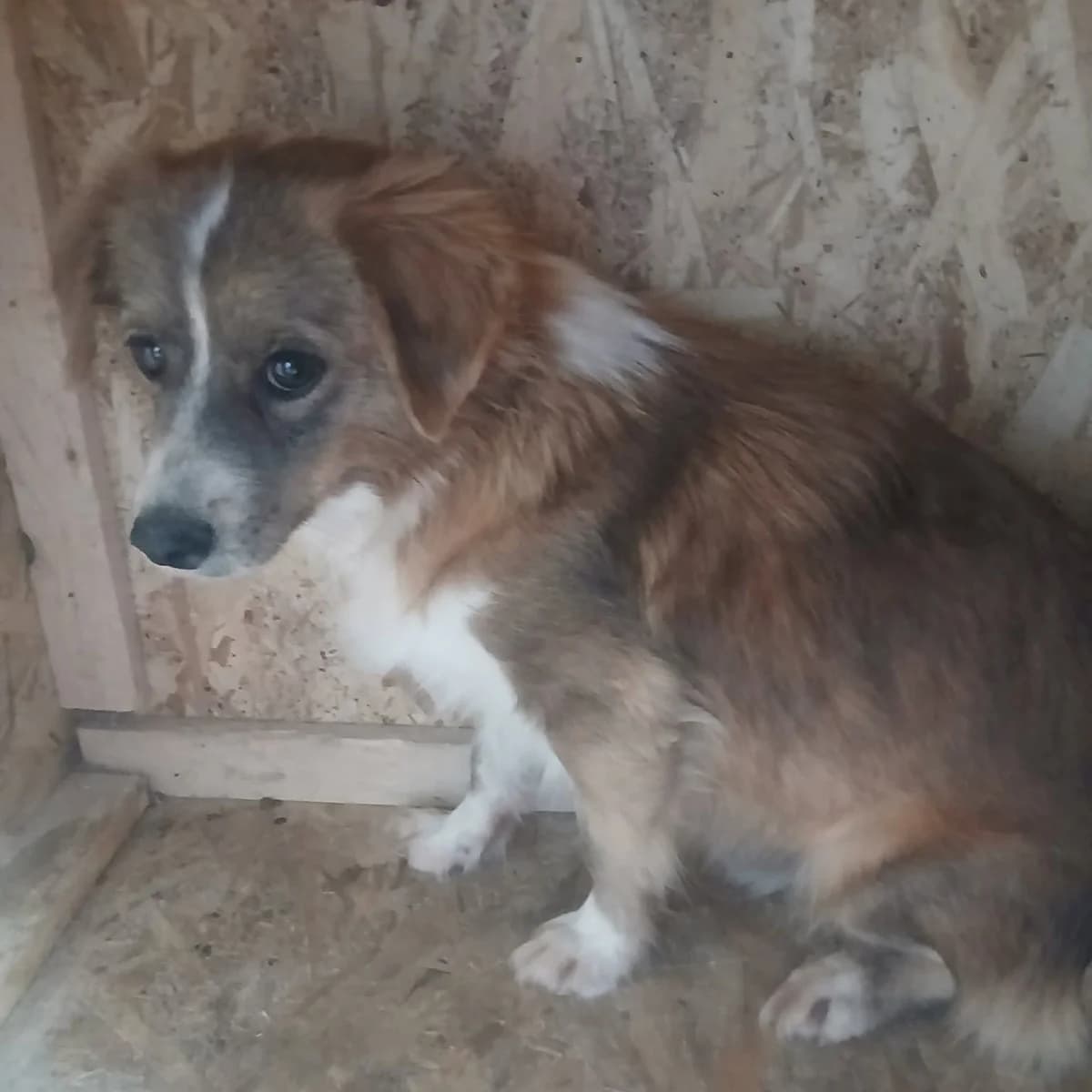 Joshi, male 3yo Mixed Breed for adoption at Ein Herz für Fellnasen e.V., Waakirchen