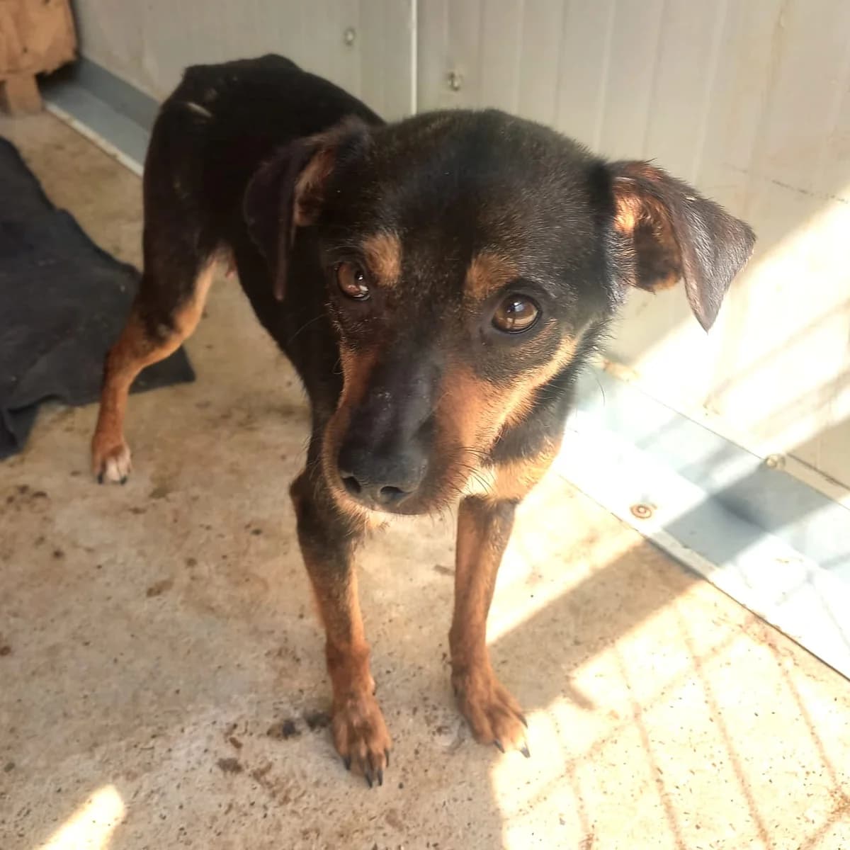 KÄTHE 28.04.2023 40cm, female 3yo Mixed Breed for adoption at Ein Herz für Fellnasen e.V., Waakirchen