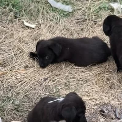 Katy 🐕, female puppy Mixed Breed for adoption at Ein Herz für Fellnasen e.V., Waakirchen