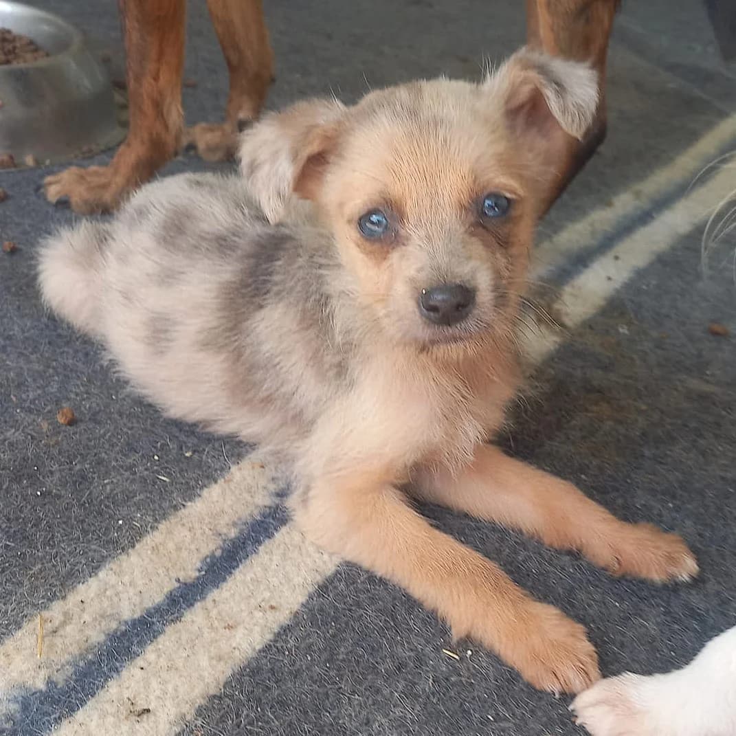 KYLIE 24.02.2026 imWachstum, female puppy Mixed Breed for adoption at Ein Herz für Fellnasen e.V., Waakirchen