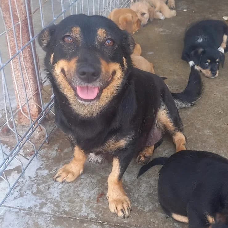 LANA, weiß female 5yo Mixed Breed for adoption at Ein Herz für Fellnasen e.V., Waakirchen