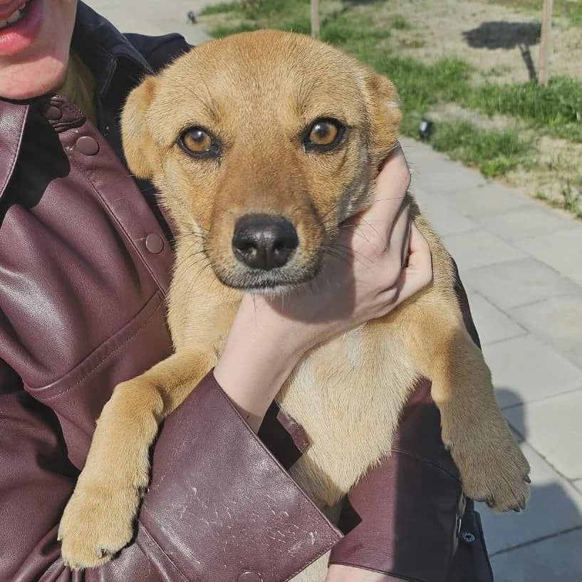 LAVINIA, female puppy Mixed Breed for adoption at Ein Herz für Fellnasen e.V., Waakirchen