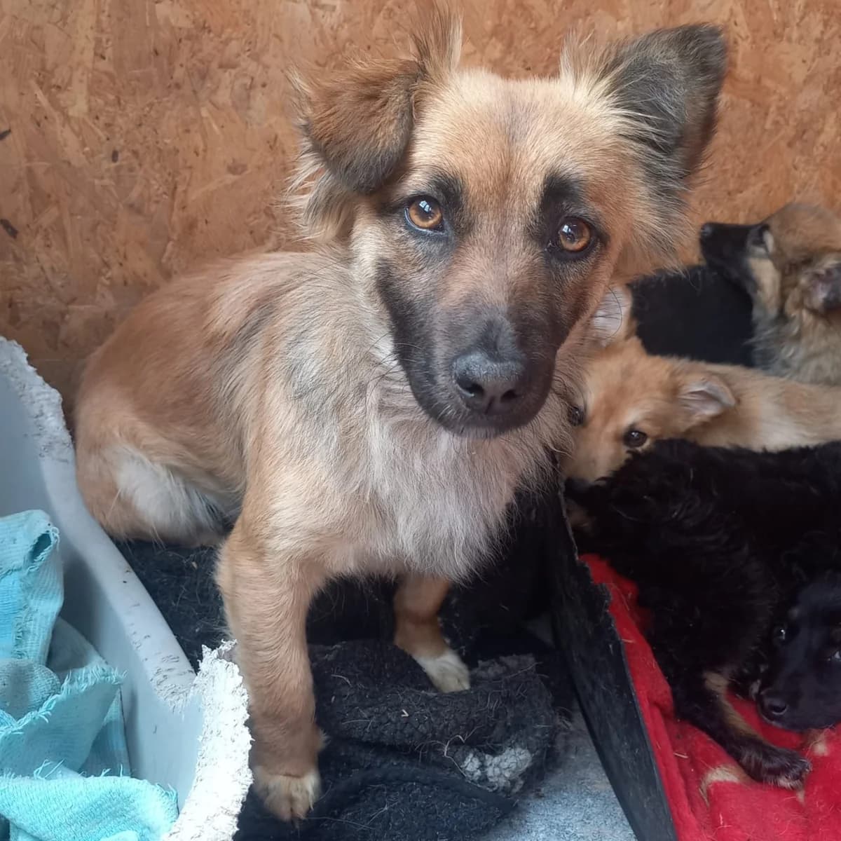 LILJA, female 3yo Mixed Breed for adoption at Ein Herz für Fellnasen e.V., Waakirchen