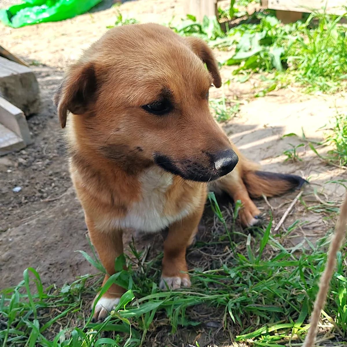 LILU, female young Mixed Breed for adoption at Ein Herz für Fellnasen e.V., Waakirchen