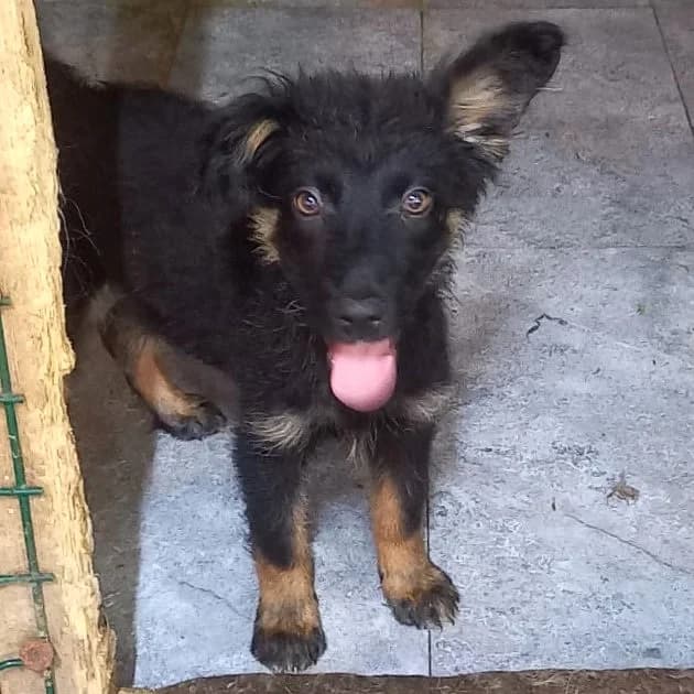 LINUS 28.01.2026 imWachstum, male puppy Mixed Breed for adoption at Ein Herz für Fellnasen e.V., Waakirchen